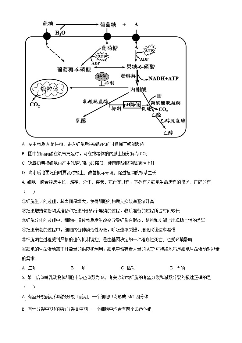 2024届安徽省合肥市高三最后一卷三模生物试题（学生版）第2页
