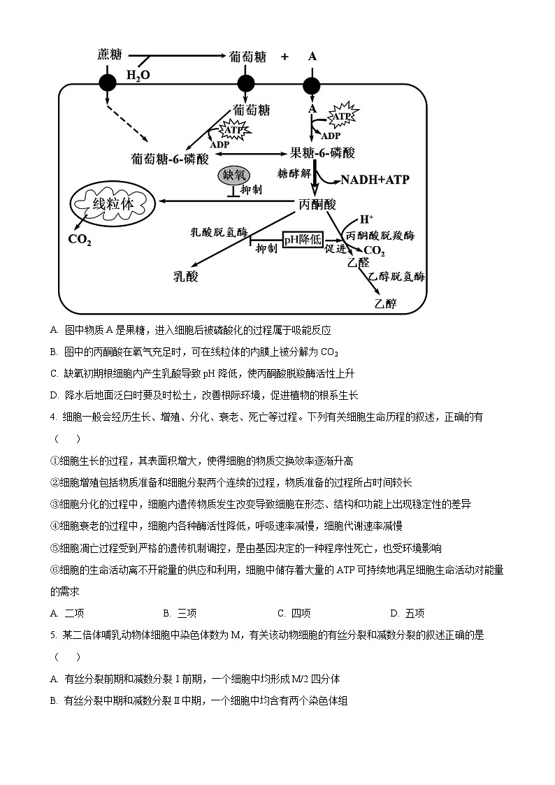 2024届安徽省合肥市一六八中学高三最后一卷（三模）生物试题（学生版）第2页