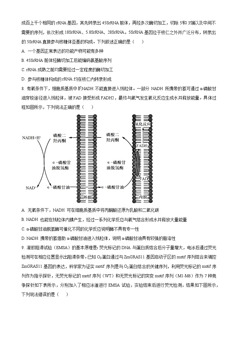 天津市第一中学2023-2024学年高三下学期5月月考生物试卷 （学生版+教师版）03