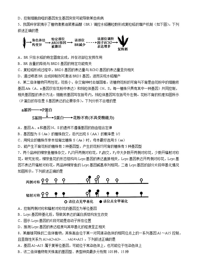 湖北省襄阳市第四中学2024届高三下学期一模生物试题（Word版附答案）02