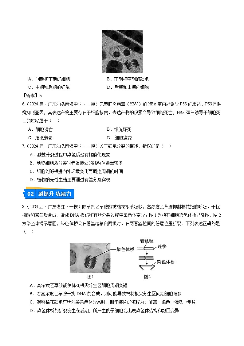 专题04 细胞的生命历程-【分项汇编】2024年高考生物一模试题分类汇编（广东专用）02