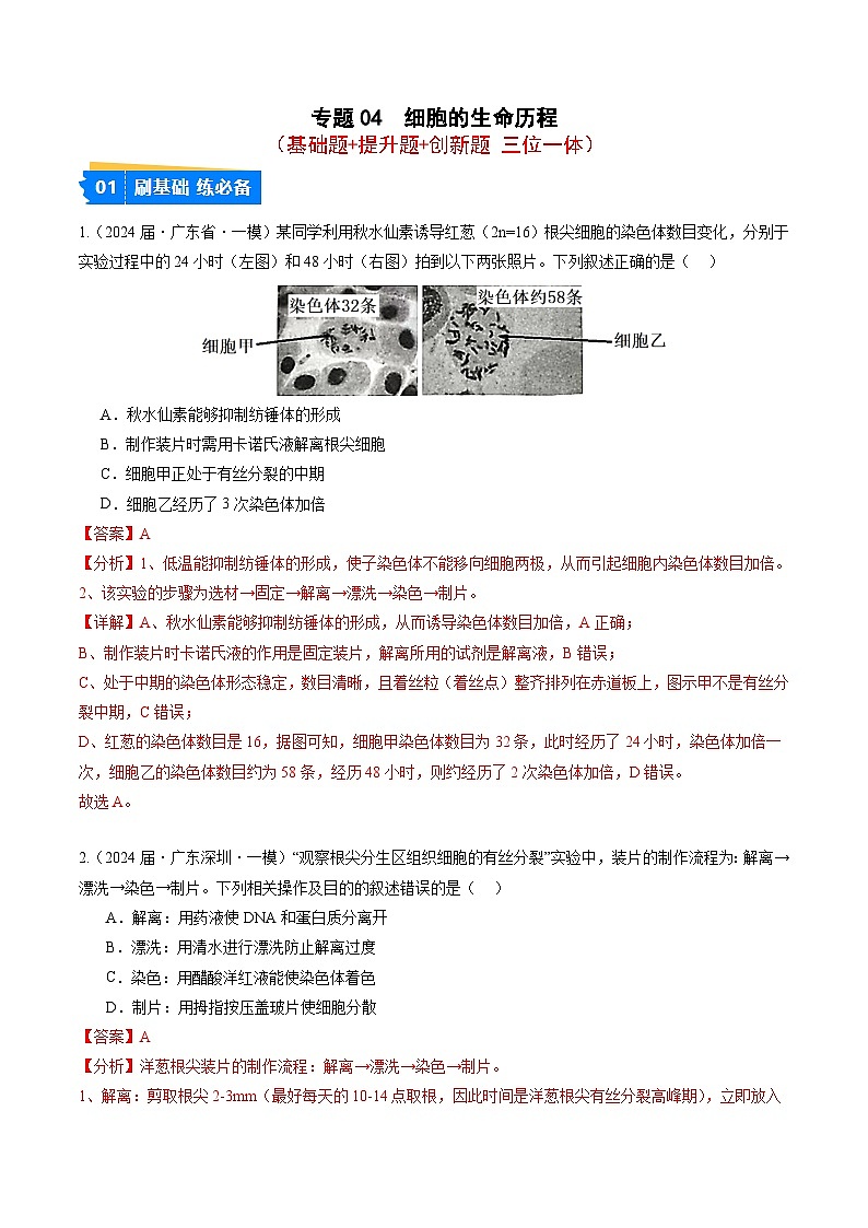 专题04 细胞的生命历程-【分项汇编】2024年高考生物一模试题分类汇编（广东专用）01