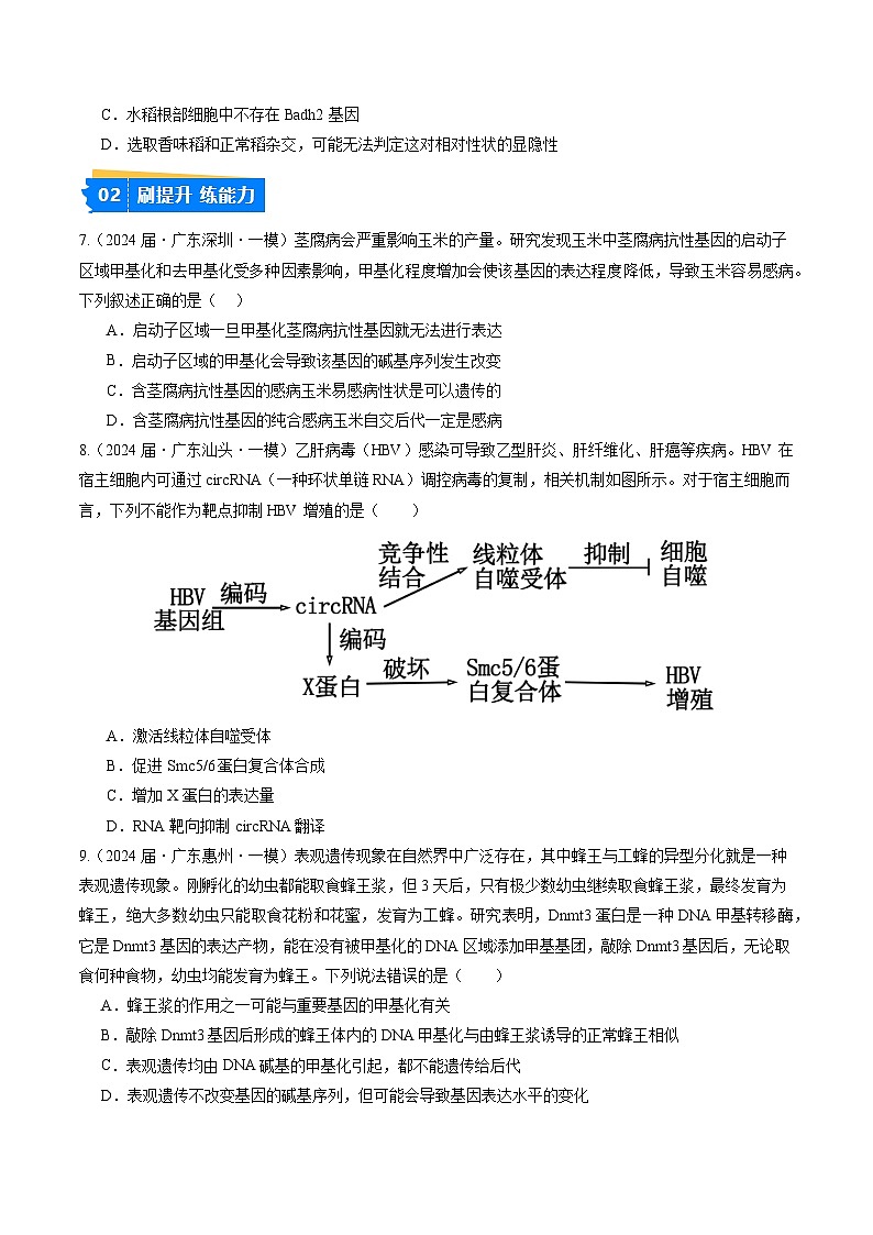 专题06 遗传的物质基础-【分项汇编】2024年高考生物一模试题分类汇编（广东专用）03