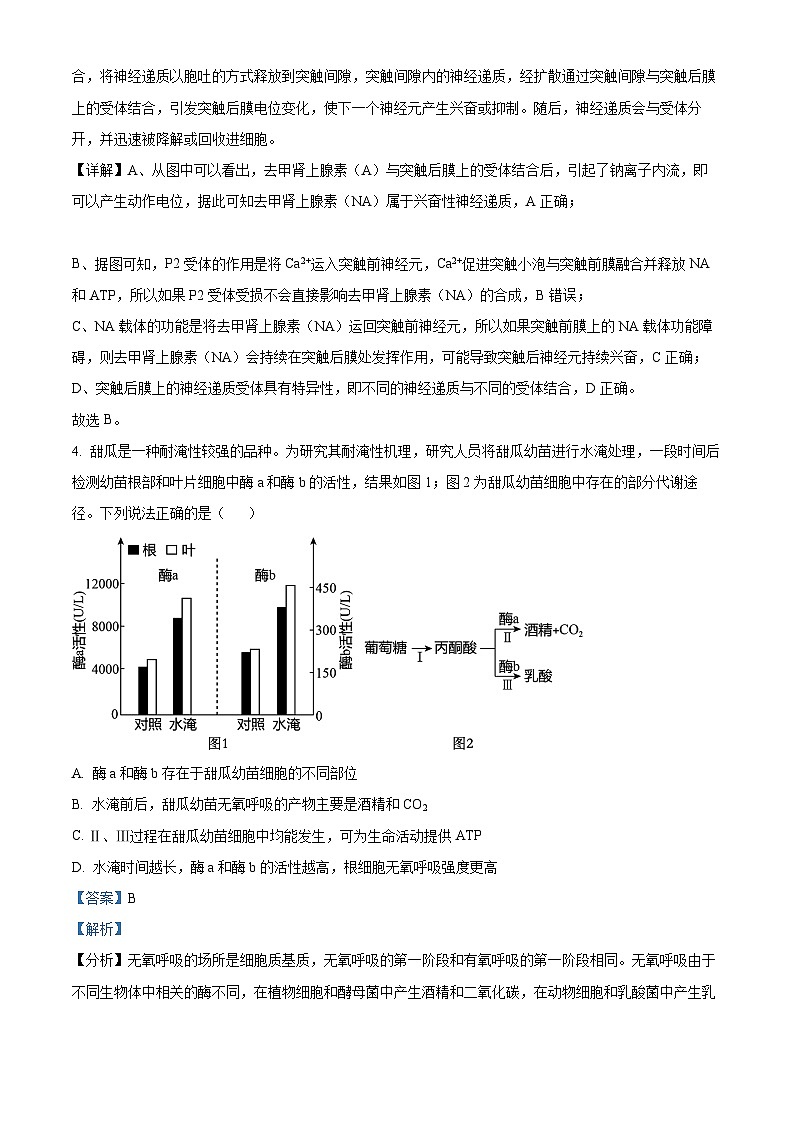 2024届甘肃省白银市靖远县第一中学高三模拟预测生物试题（教师版）第3页