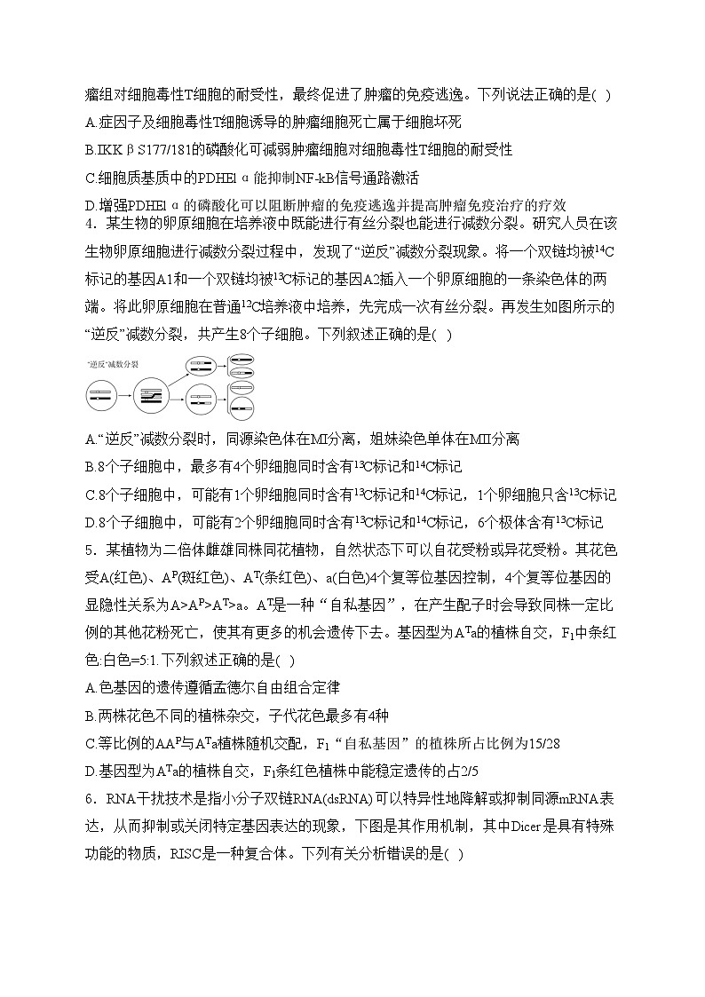 山东省实验中学2024届高三下学期5月针对性考试（二模）生物试卷(含答案)第2页