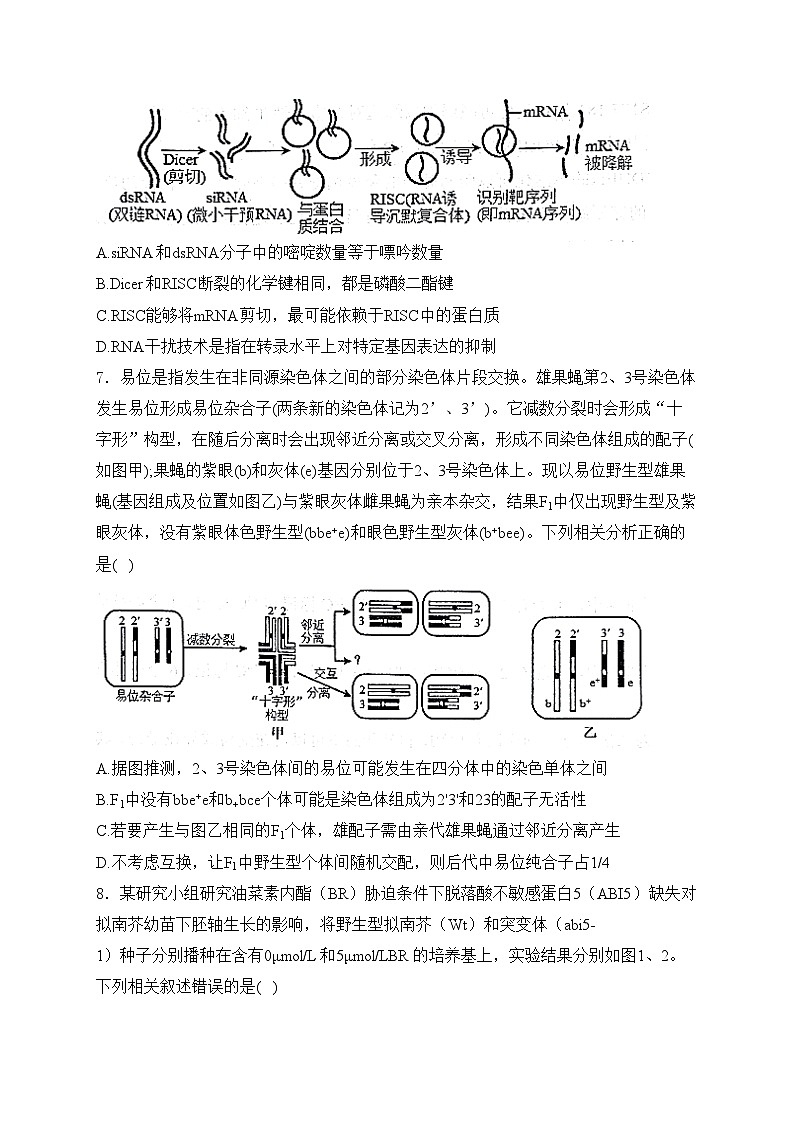 山东省实验中学2024届高三下学期5月针对性考试（二模）生物试卷(含答案)第3页