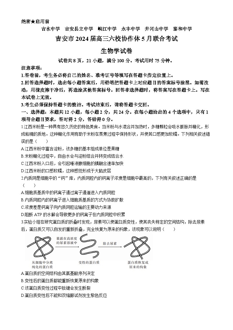 2024吉安六校协作体高三下学期5月联合考试生物试题01