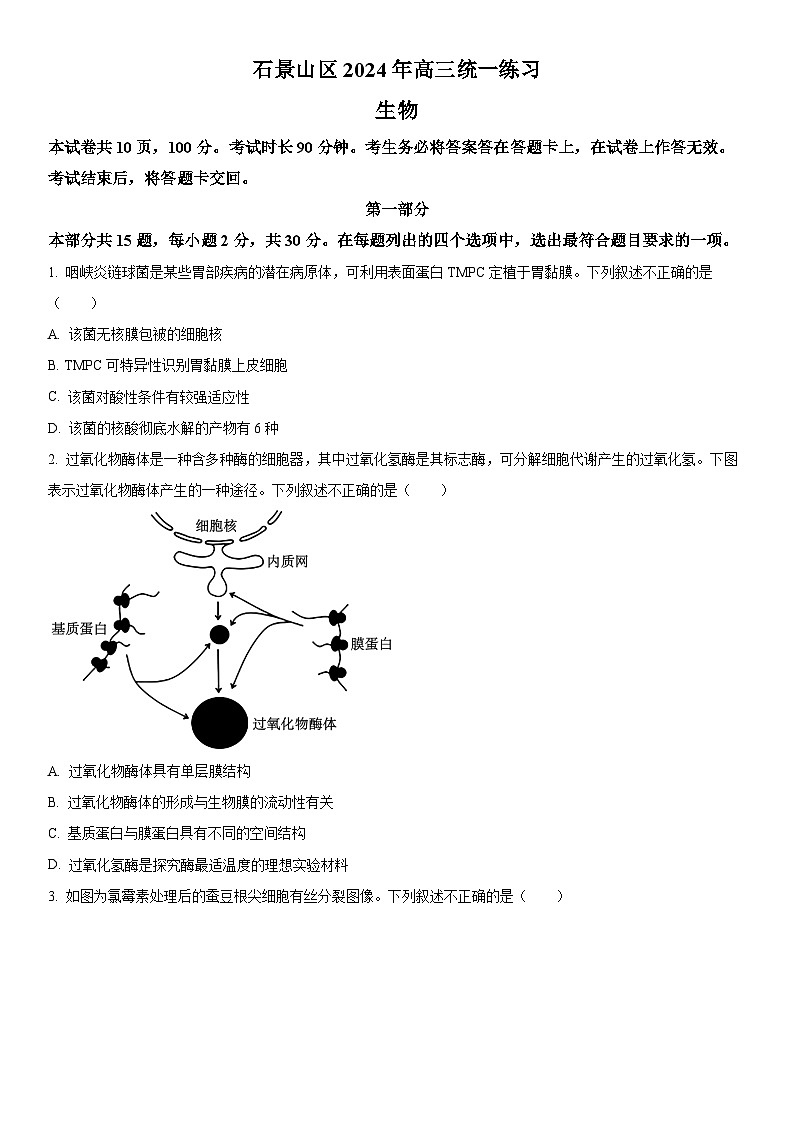 2024年北京市石景山区高三高考一模生物试卷含详解01