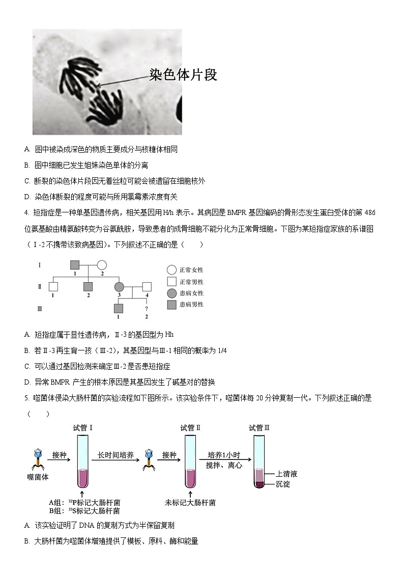 2024年北京市石景山区高三高考一模生物试卷含详解02
