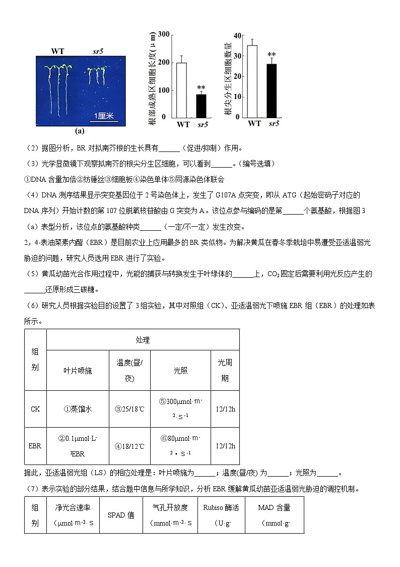 2024年上海市闵行区高三上学期学业质量调研生物试卷含详解03