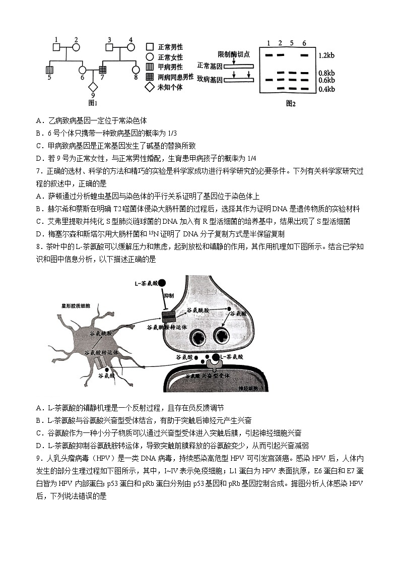 2024届山东省济南市山东师范大学附属中学高三考前适应性测试生物试题第3页
