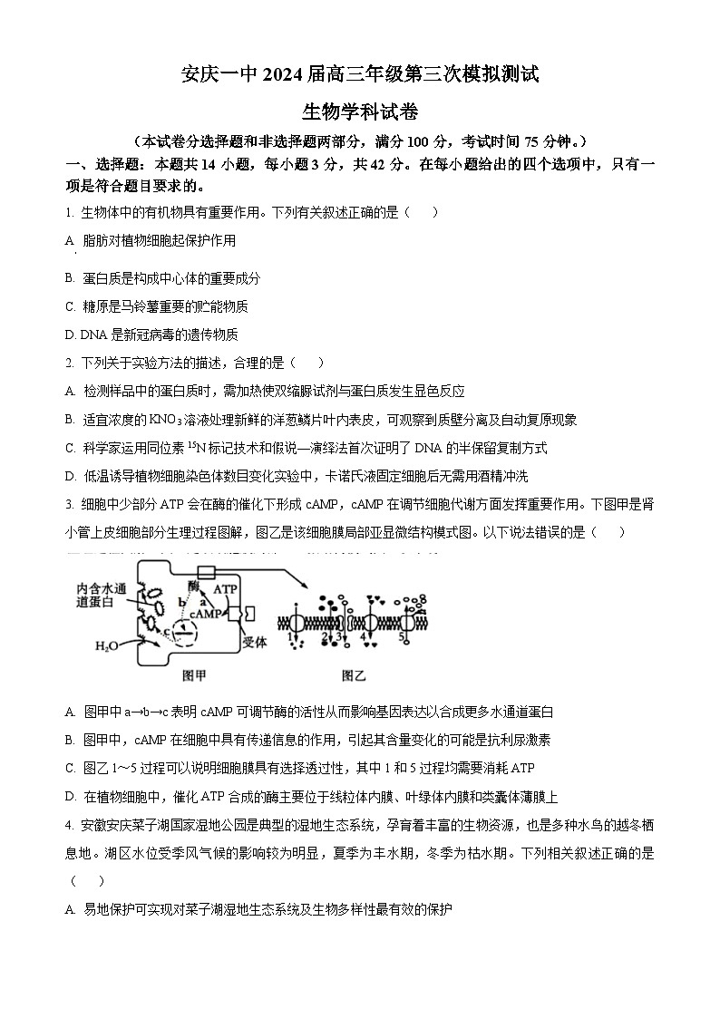 2024届安徽省安庆市第一中学高三三模考试生物试题（学生版+教师版）01
