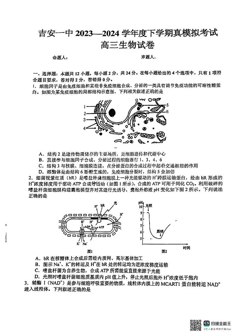 江西省吉安市吉州区第一中学2024届高三三模生物试题（Word版附解析）01