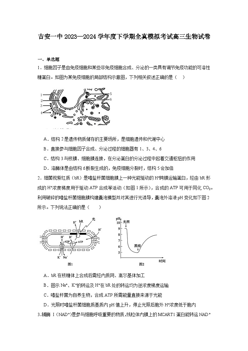 江西省吉安市吉州区第一中学2024届高三三模生物试题（Word版附解析）01