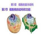 【核心素养】人教版高中生物必修一3.3《细胞核的结构和功能》课件＋课时练习＋教案（含教学反思）