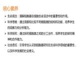 【核心素养】人教版高中生物必修一3.3《细胞核的结构和功能》课件＋课时练习＋教案（含教学反思）