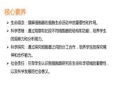 【核心素养】人教版高中生物必修一3.3《细胞核的结构和功能》课件＋课时练习＋教案（含教学反思）