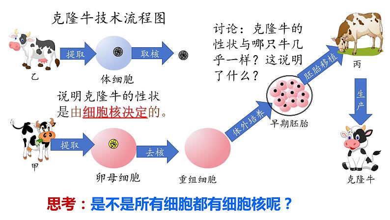 【核心素养】人教版高中生物必修一3.3《细胞核的结构和功能》课件＋课时练习＋教案（含教学反思）05