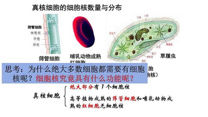 【核心素养】人教版高中生物必修一3.3《细胞核的结构和功能》课件＋课时练习＋教案（含教学反思）07