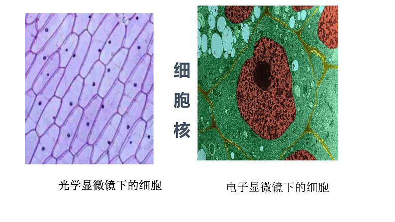 【核心素养】人教版高中生物必修一3.3《细胞核的结构和功能》课件＋课时练习＋教案（含教学反思）08