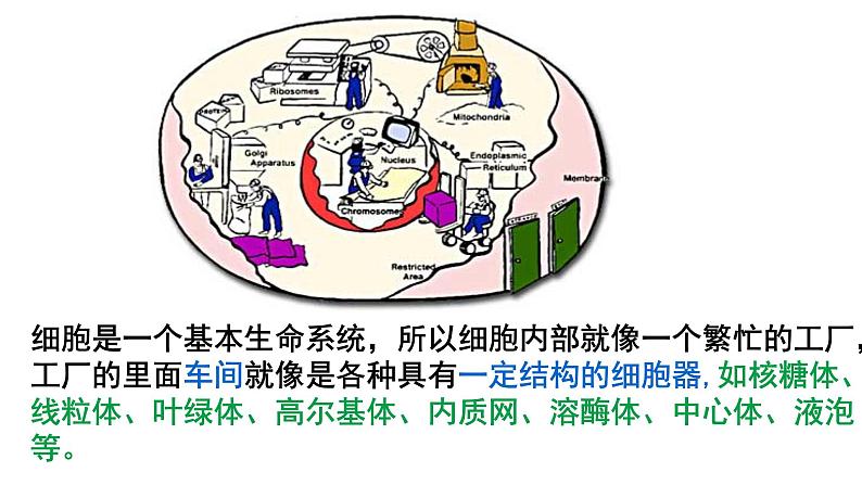 【核心素养】人教版高中生物必修一3.2《细胞器之间的分工合作》课件＋课时练习＋教案第一课时05