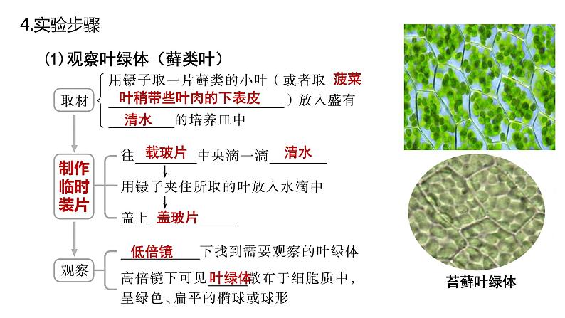 【核心素养】人教版高中生物必修一3.2《细胞器之间的分工合作》课件＋课时练习＋教案第二课时06