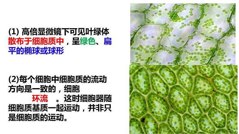 【核心素养】人教版高中生物必修一3.2《细胞器之间的分工合作》课件＋课时练习＋教案第二课时08