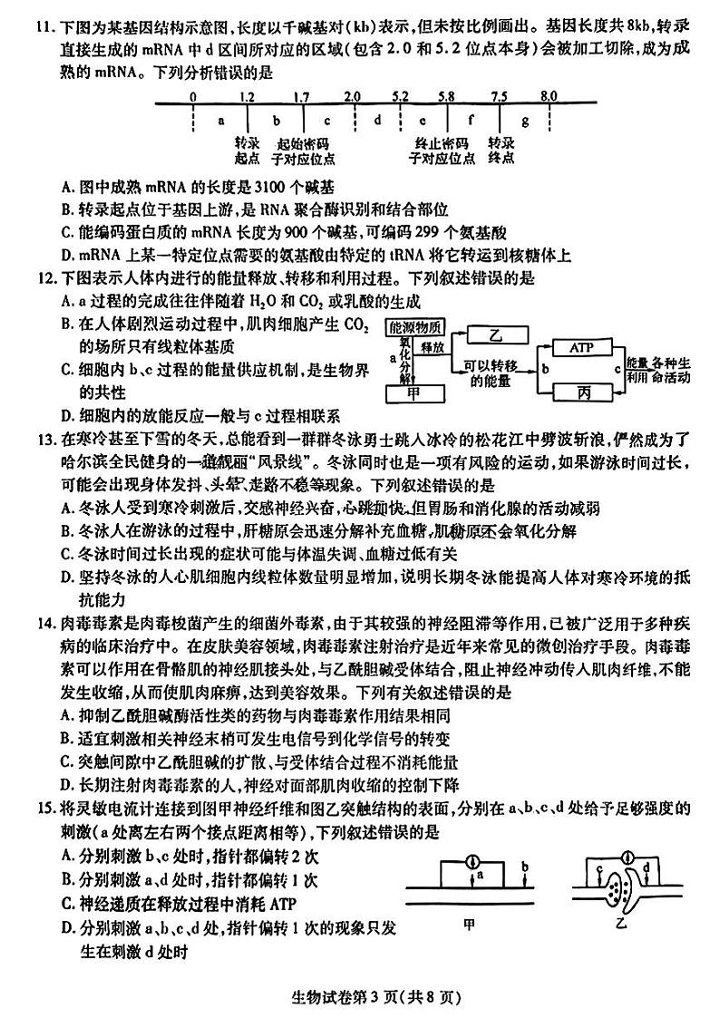 2024届东北三省三校高三下学期第四次联合模拟考试-生物试题第3页