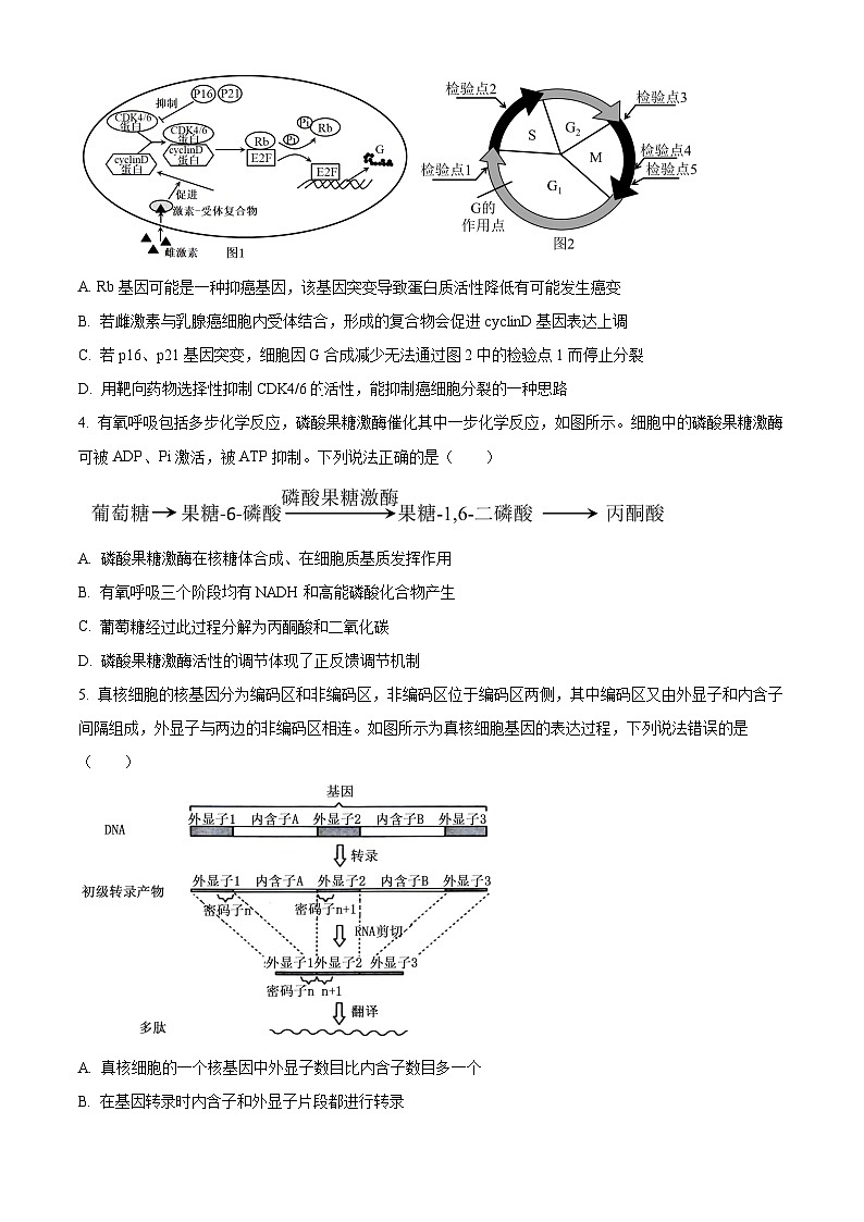 2024届山东省实验中学高三下学期模拟考试生物试题（学生版）第2页