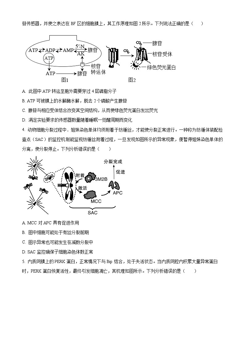 2024届山东省德州市第一中学高三三模生物试题（学生版+教师版）02