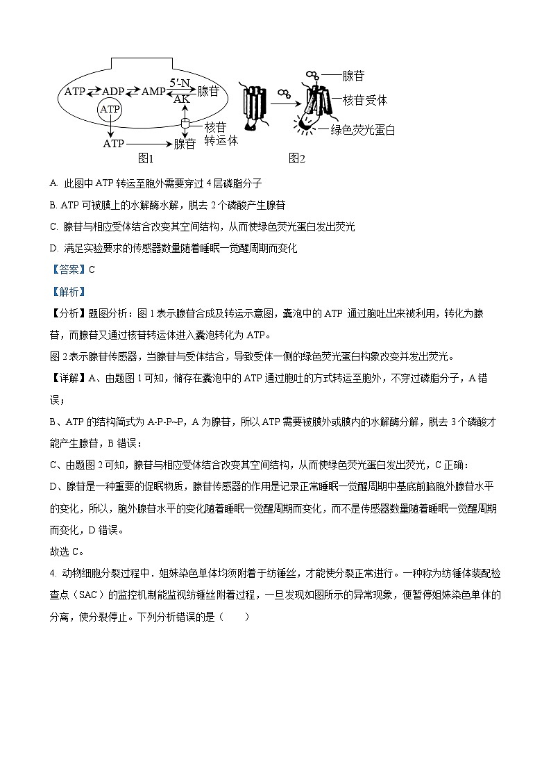 2024届山东省德州市第一中学高三三模生物试题（学生版+教师版）03