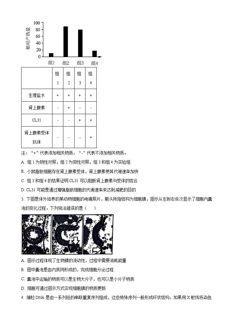 山东省青岛市2024年高三年级第二次适应性检测生物试题（学生版）第2页