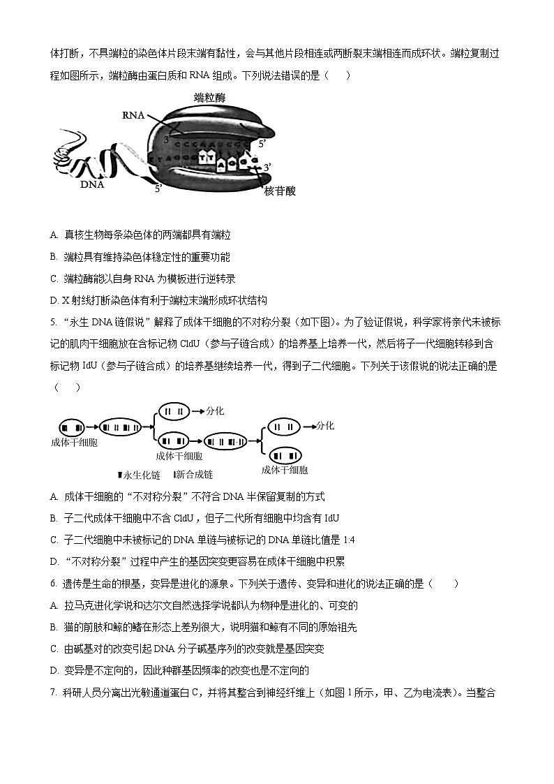 山东省青岛市2024年高三年级第二次适应性检测生物试题（学生版）第3页