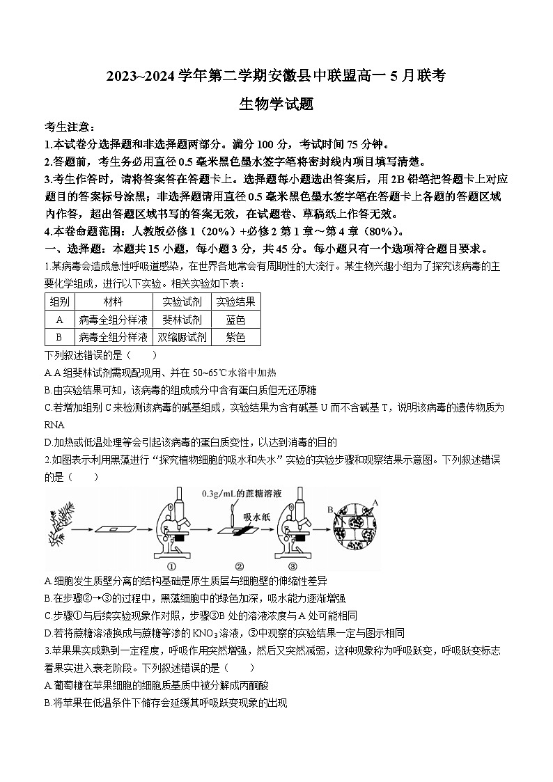 安徽省县中联盟2023-2024学年高一下学期5月联考生物试题01