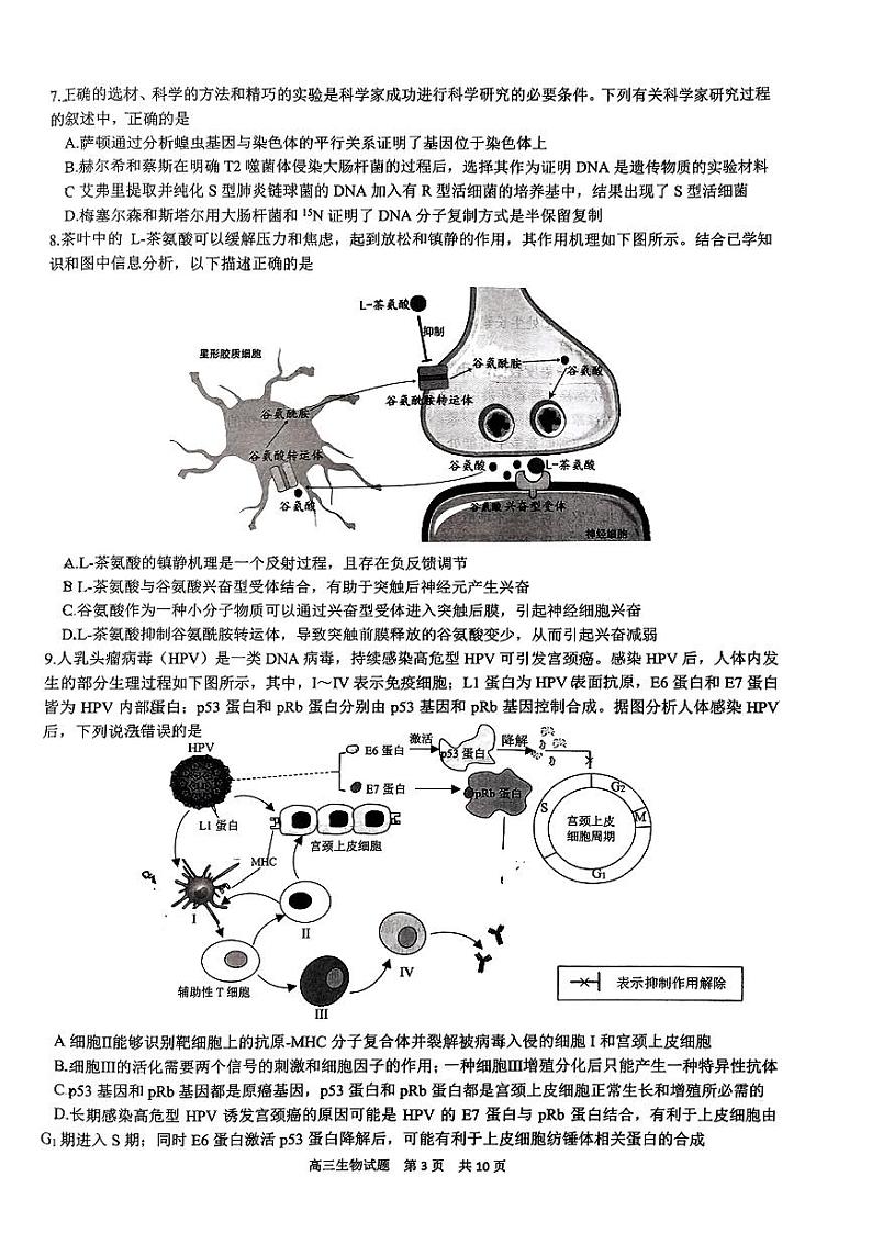 山东省山东师范大学附属中学2024届高三考前适应性测试生物试题+答案第3页