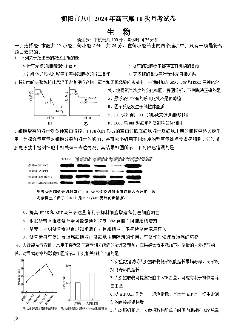 2024届高三第10次月考生物试卷（正式）第1页