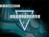 人教版2019高中生物必修1课件2-5核酸是遗传信息的携带者(新教材有限版)