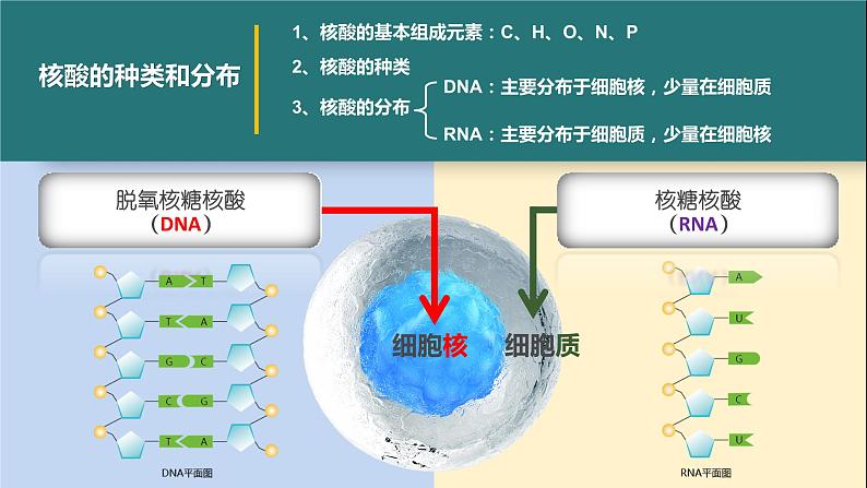 人教版2019高中生物必修1课件2-5核酸是遗传信息的携带者(新教材有限版)06