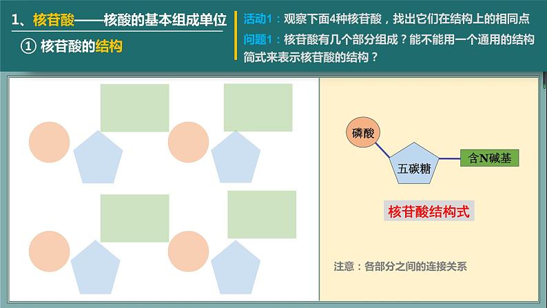 人教版2019高中生物必修1课件2-5核酸是遗传信息的携带者(新教材有限版)08