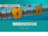 人教版2019高中生物必修1课件3-1细胞膜的结构和功能(新教材有限版)