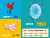 人教版2019高中生物必修1课件3-1细胞膜的结构和功能(新教材有限版)