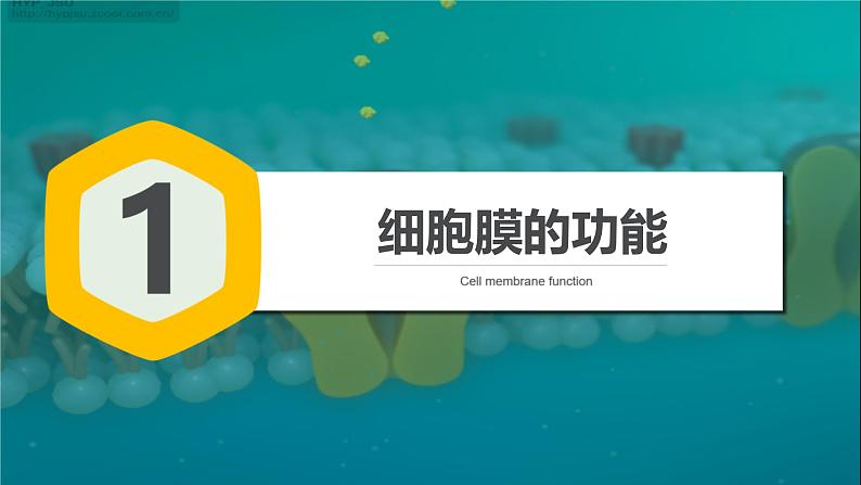 人教版2019高中生物必修1课件3-1细胞膜的结构和功能(新教材有限版)04