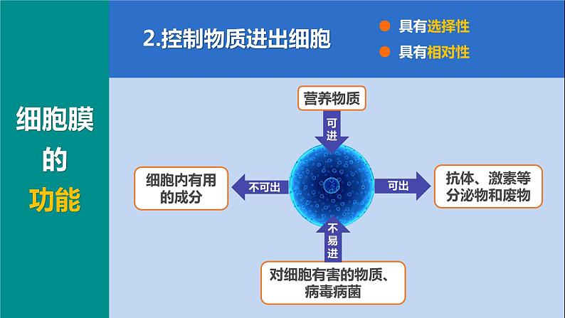 人教版2019高中生物必修1课件3-1细胞膜的结构和功能(新教材有限版)08