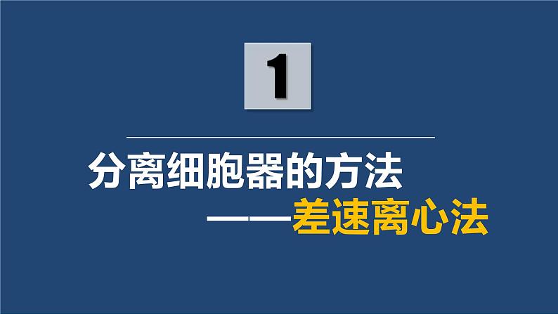 人教版2019高中生物必修1课件3-2细胞器之间的分工合作(新教材有限版)05