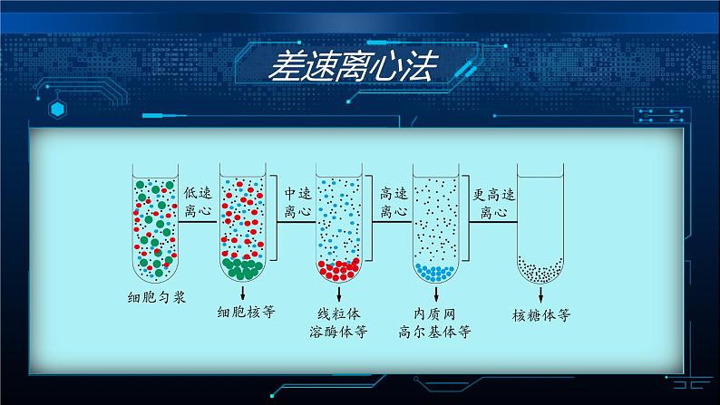 人教版2019高中生物必修1课件3-2细胞器之间的分工合作(新教材有限版)08