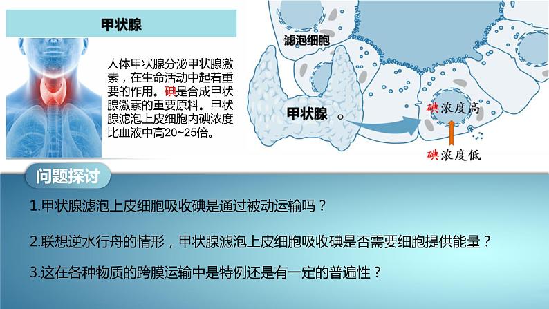 人教版2019高中生物必修1课件4-2主动运输与胞吞、胞吐(新教材有限版)02