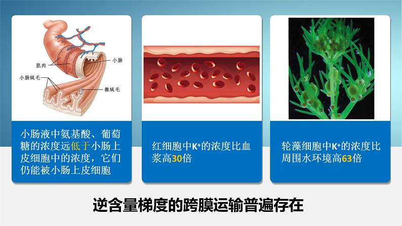 人教版2019高中生物必修1课件4-2主动运输与胞吞、胞吐(新教材有限版)03