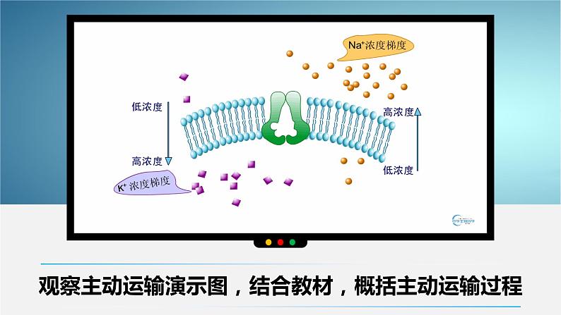 人教版2019高中生物必修1课件4-2主动运输与胞吞、胞吐(新教材有限版)05