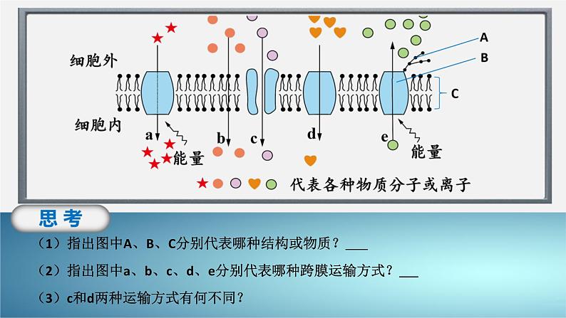 人教版2019高中生物必修1课件4-2主动运输与胞吞、胞吐(新教材有限版)08