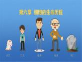 人教版2019高中生物必修1课件6-1细胞的增殖(新教材有限版)
